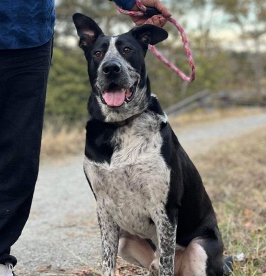 Great dane cattle dog hot sale mix