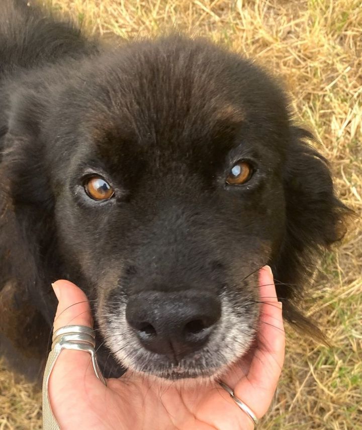 Border collie shop rescue dfw