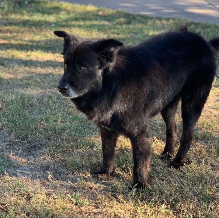 Border collie hot sale rescue dfw