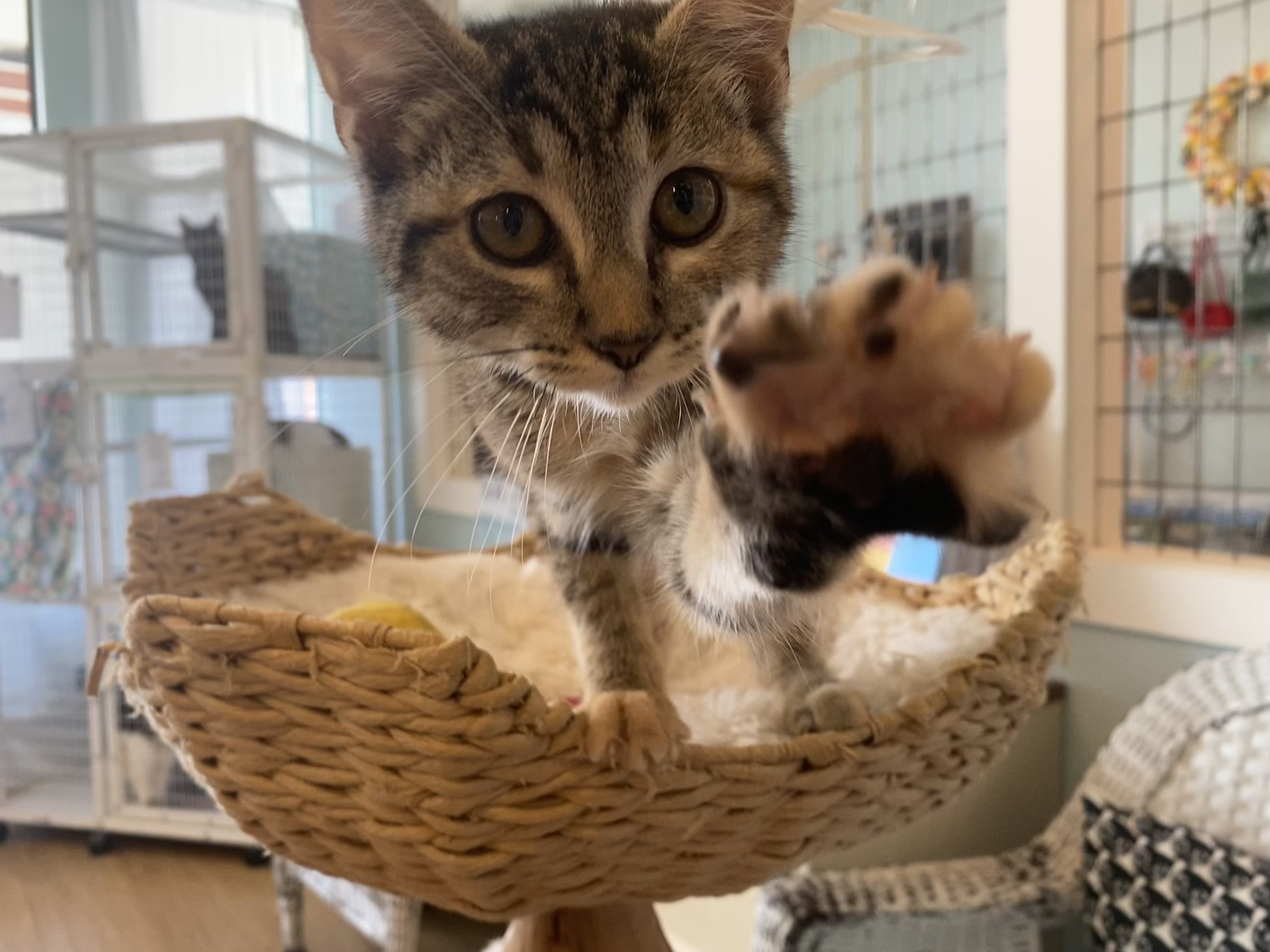 Tilly, an adoptable Domestic Short Hair in Bothell, WA, 98012 | Photo Image 1