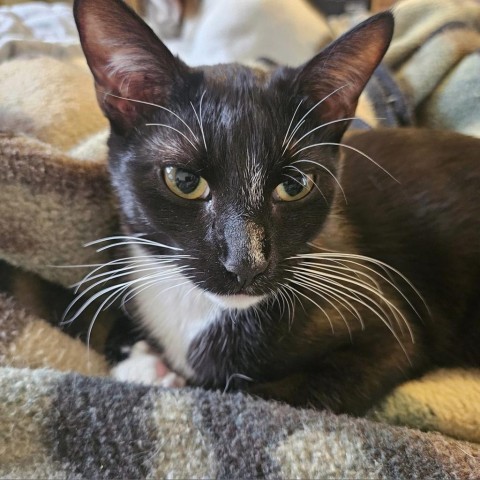 Desperado, an adoptable Domestic Short Hair in Wichita, KS, 67278 | Photo Image 1