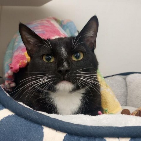 Desperado, an adoptable Domestic Short Hair in Wichita, KS, 67278 | Photo Image 5