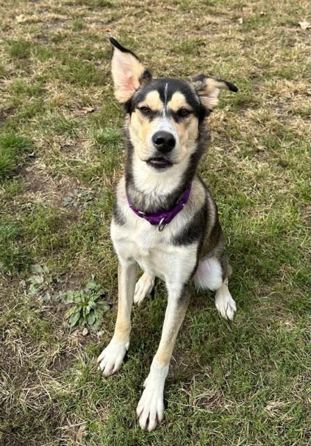 Trip, an adoptable Husky, Mixed Breed in South Bend, IN, 46614 | Photo Image 2