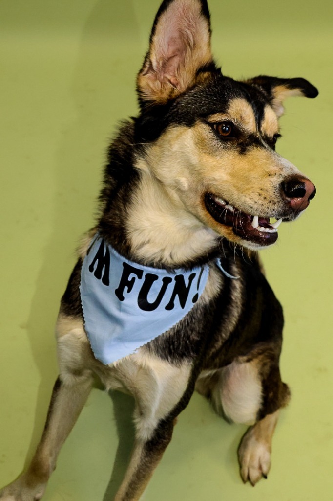 Trip, an adoptable Husky, Mixed Breed in South Bend, IN, 46614 | Photo Image 6