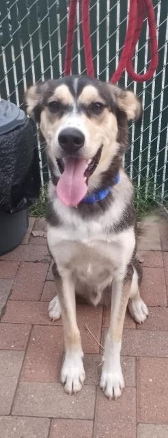 Trip, an adoptable Husky, Mixed Breed in South Bend, IN, 46614 | Photo Image 7