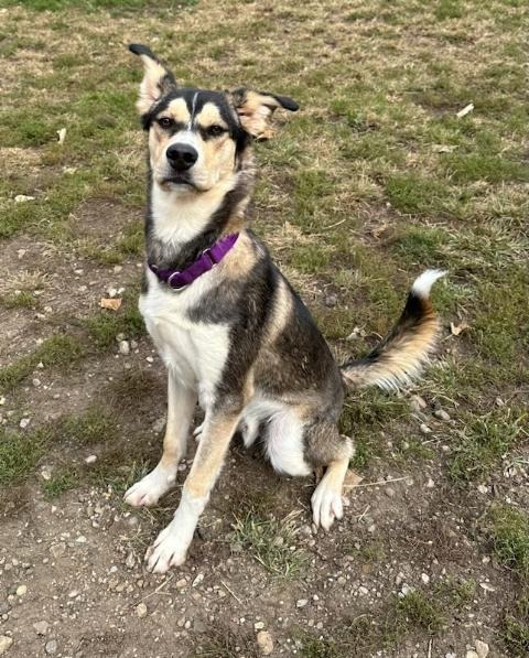 Trip, an adoptable Husky, Mixed Breed in South Bend, IN, 46614 | Photo Image 10