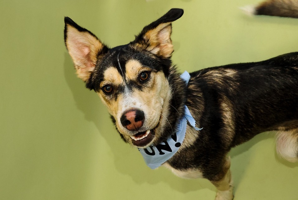 Trip, an adoptable Husky, Mixed Breed in South Bend, IN, 46614 | Photo Image 11