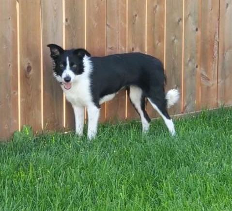 Hull's Haven Border Collie Rescue