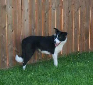 Hull's Haven Border Collie Rescue