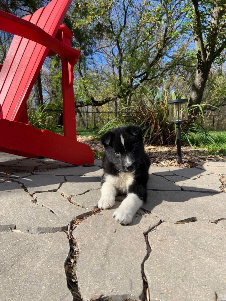 Hull's Haven Border Collie Rescue