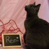 Remi