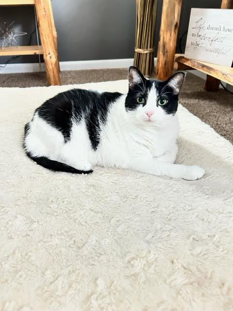 Oreo, an adoptable Tuxedo, Domestic Short Hair in Mankato, MN, 56001 | Photo Image 1