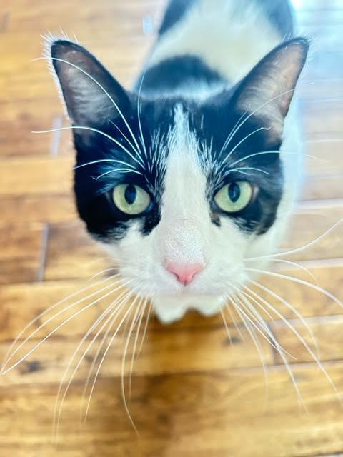 Oreo, an adoptable Tuxedo, Domestic Short Hair in Mankato, MN, 56001 | Photo Image 2