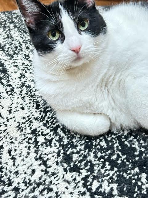 Oreo, an adoptable Tuxedo, Domestic Short Hair in Mankato, MN, 56001 | Photo Image 3