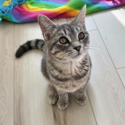 Brown, an adoptable Domestic Short Hair in Rochester, MN, 55903 | Photo Image 2