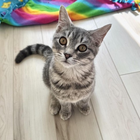 Brown, an adoptable Domestic Short Hair in Rochester, MN, 55903 | Photo Image 3