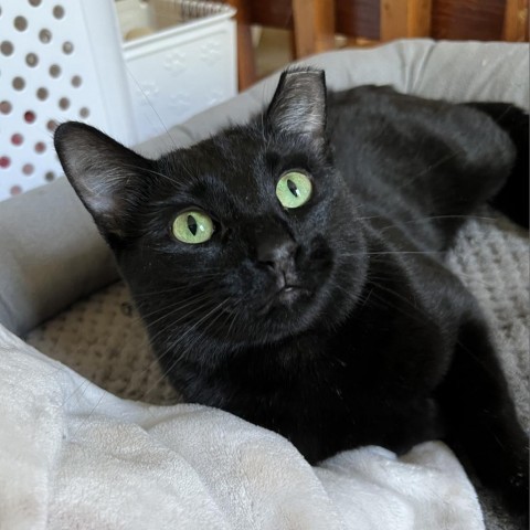 Henrietta, an adoptable Domestic Short Hair in Rochester, MN, 55903 | Photo Image 1