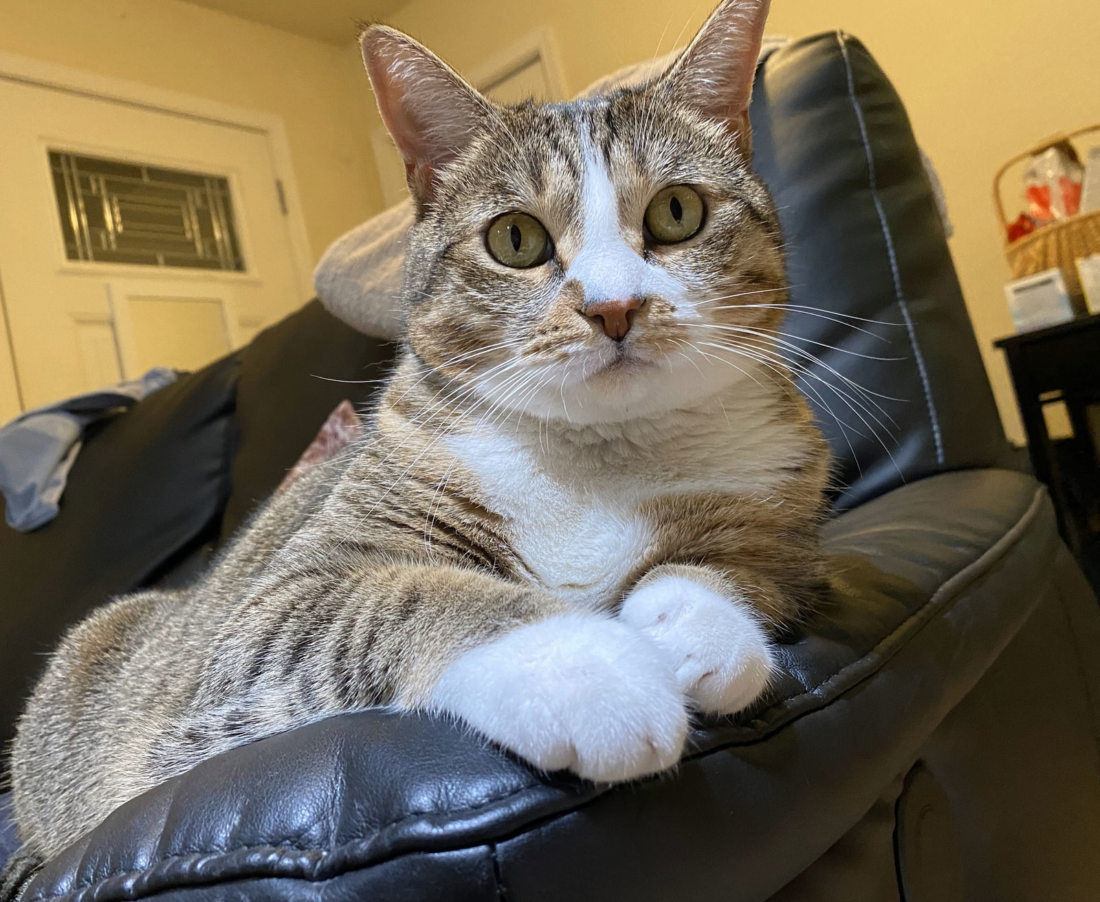 mimi, an adoptable Tabby, Domestic Short Hair in San Jose, CA, 95112 | Photo Image 1