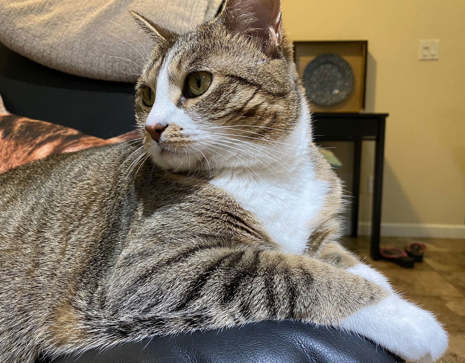 mimi, an adoptable Tabby, Domestic Short Hair in San Jose, CA, 95112 | Photo Image 2