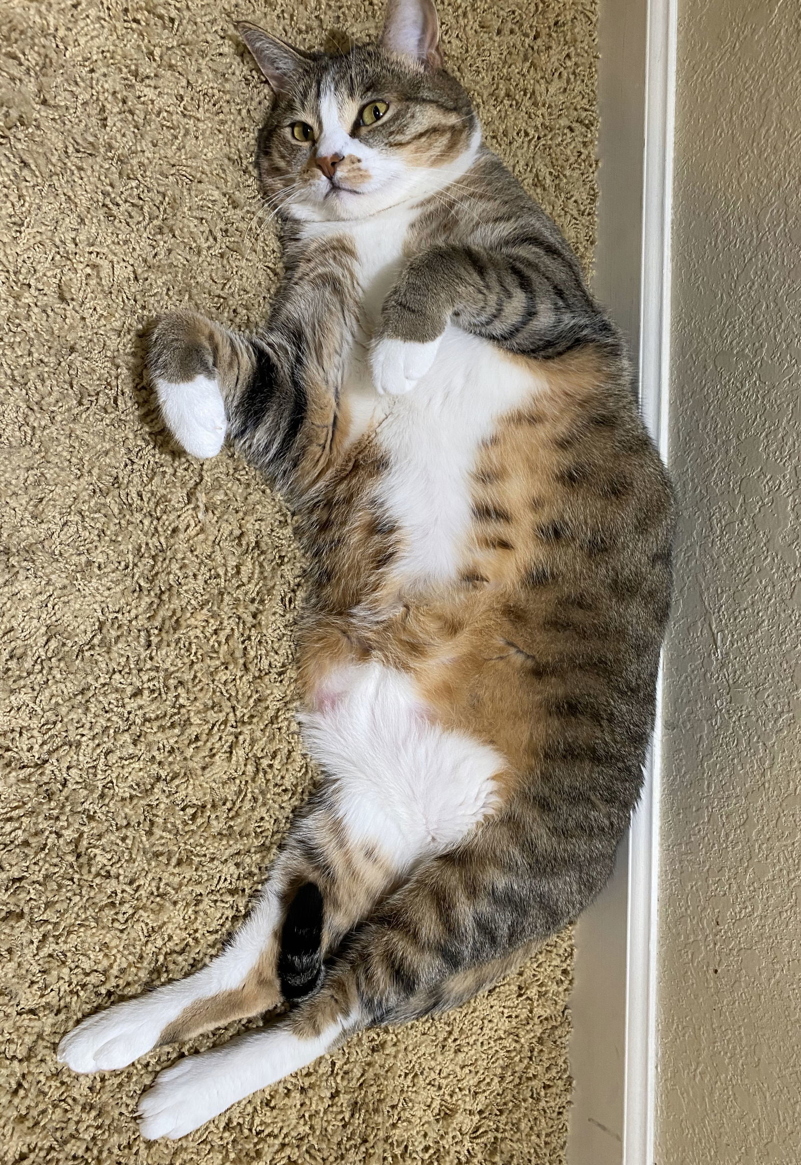 mimi, an adoptable Tabby, Domestic Short Hair in San Jose, CA, 95112 | Photo Image 3