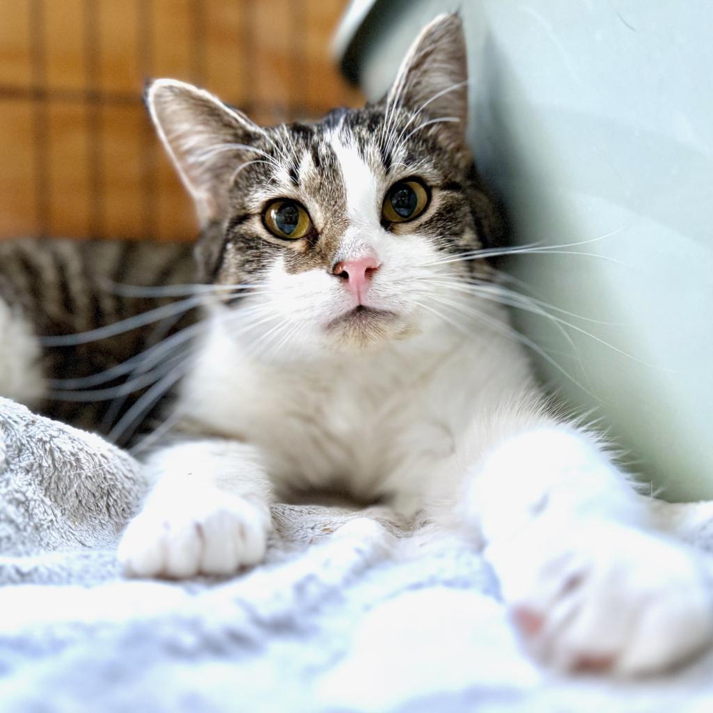 Sunflower, an adoptable Domestic Short Hair in Rochester, MN, 55903 | Photo Image 1