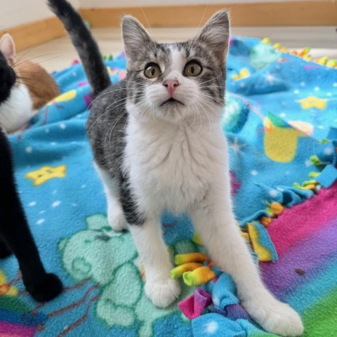 Sunflower, an adoptable Domestic Short Hair in Rochester, MN, 55903 | Photo Image 2