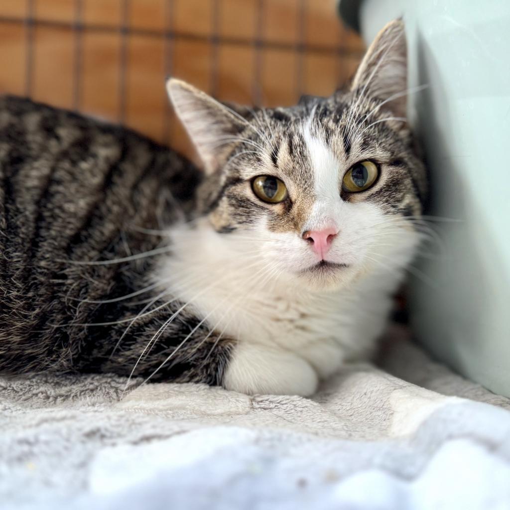 Sunflower, an adoptable Domestic Short Hair in Rochester, MN, 55903 | Photo Image 2