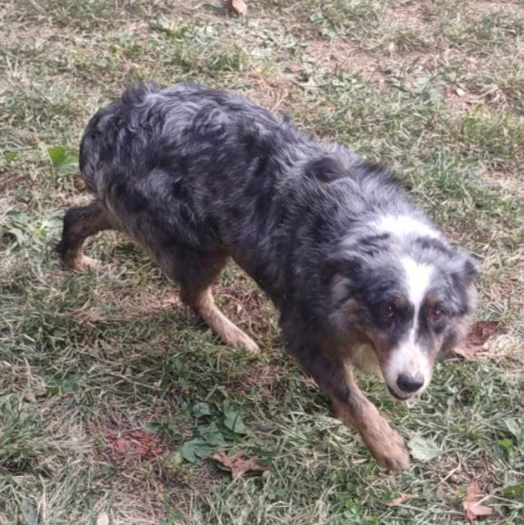 Petfinder 2024 australian shepherd