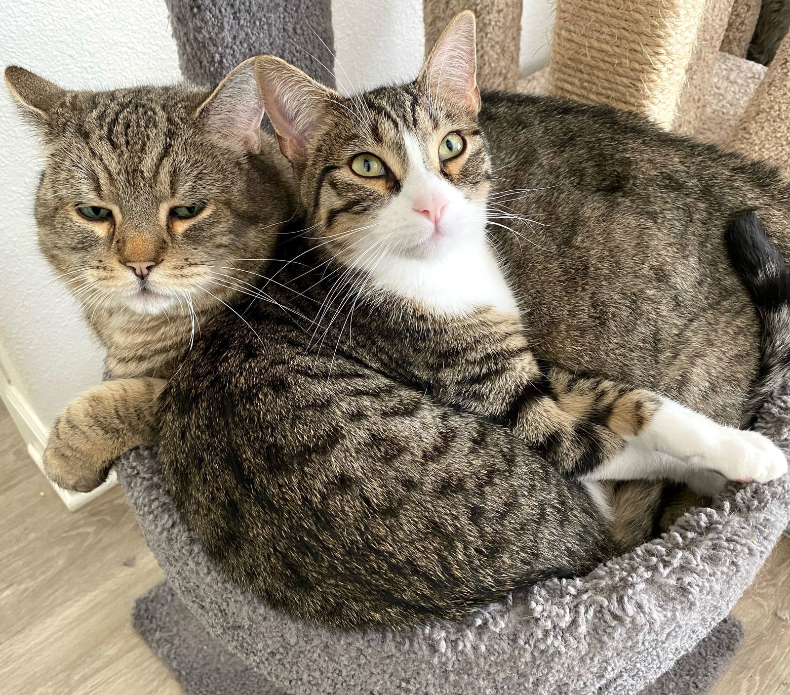 Lionel, an adoptable Domestic Short Hair, Tabby in Springfield, OR, 97475 | Photo Image 1