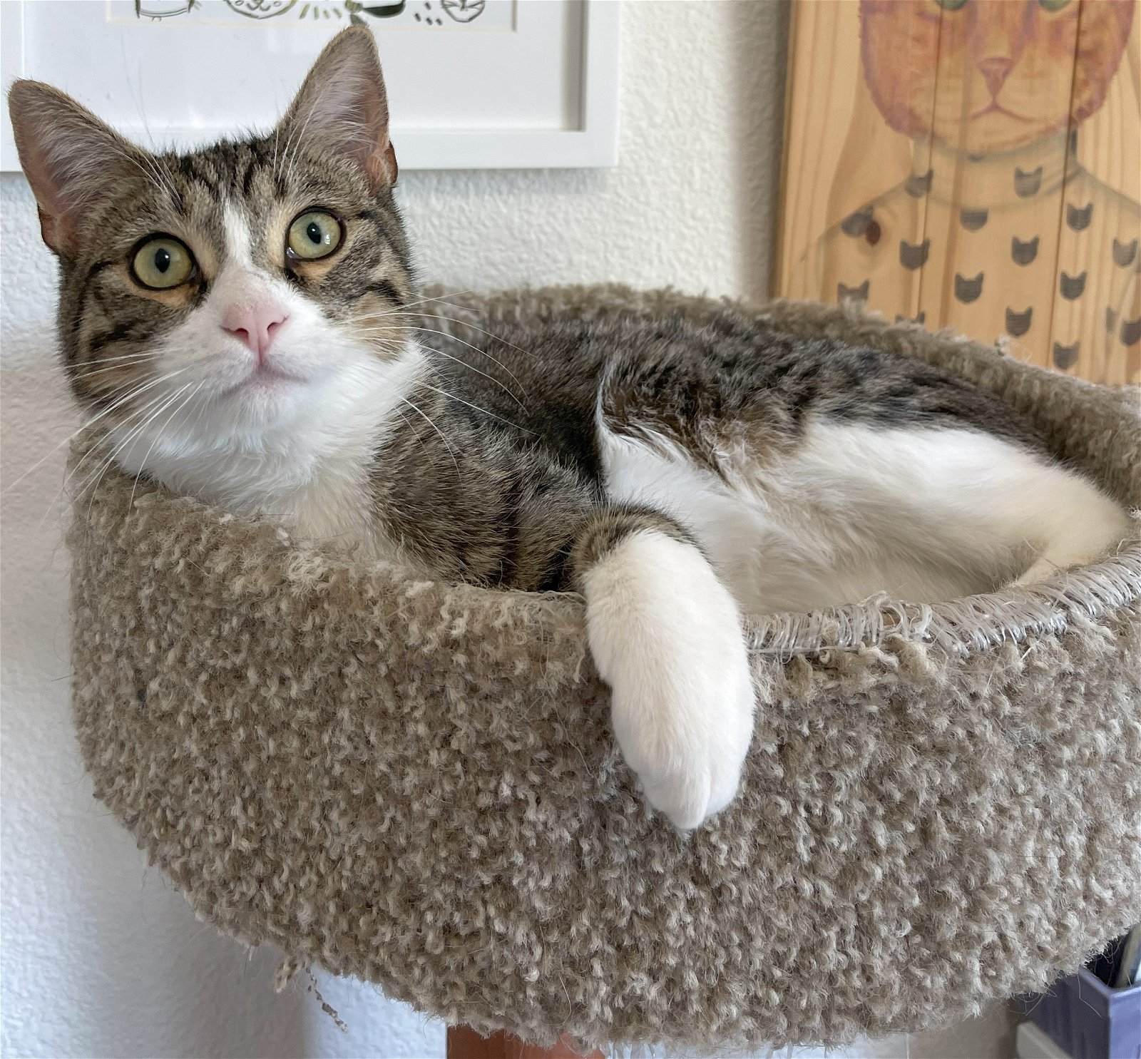 Lionel, an adoptable Domestic Short Hair, Tabby in Springfield, OR, 97475 | Photo Image 3