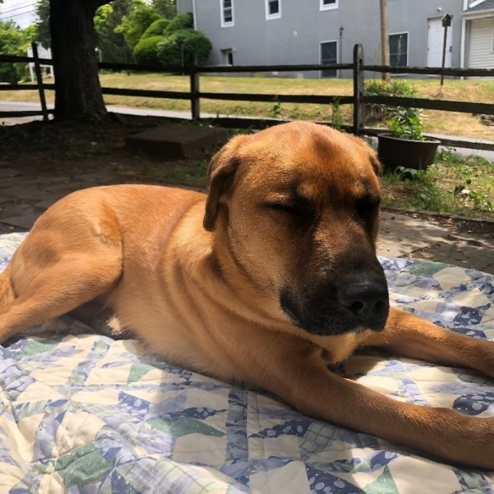 Cur sales mastiff mix