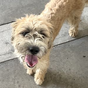 Petfinder store wheaten terrier