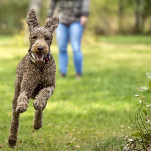 Hubert, an adoptable Standard Poodle in Whitby, ON, L1N 0C2 | Photo Image 6