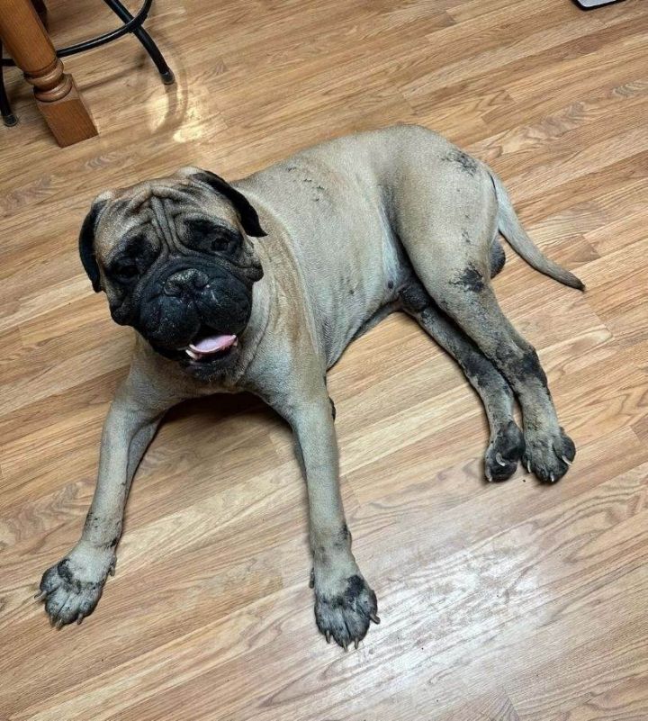 Petfinder bullmastiff store