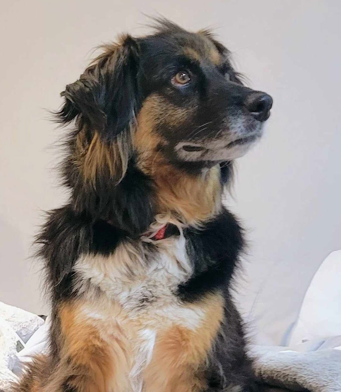 Dolly Holly, an adoptable Collie in Alpharetta, GA, 30009 | Photo Image 1