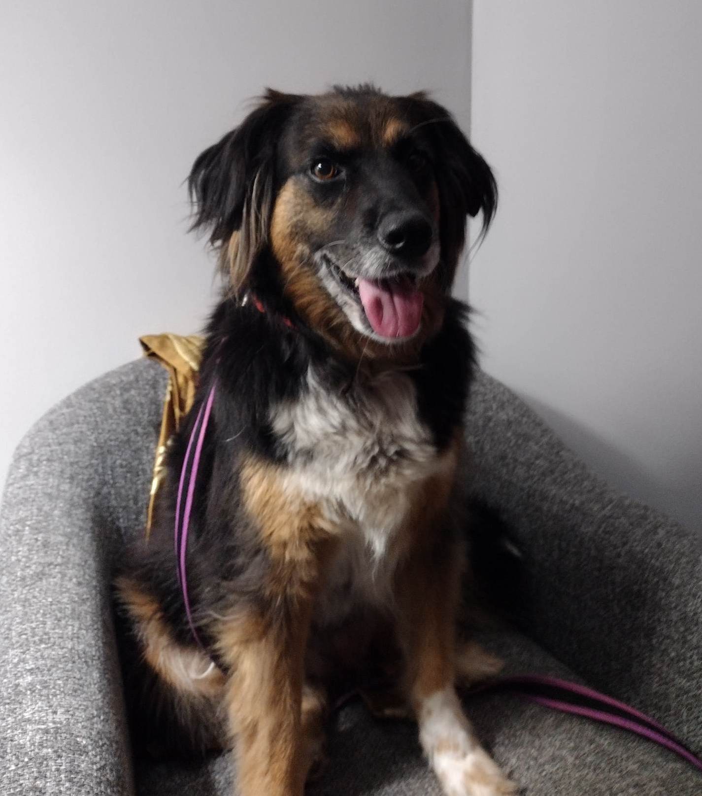 Dolly Holly, an adoptable Collie in Alpharetta, GA, 30009 | Photo Image 2