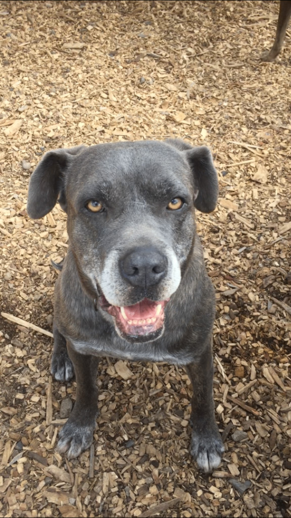 Roger, an adoptable Mastiff in Crested Butte , CO, 81224 | Photo Image 1