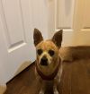 Milo