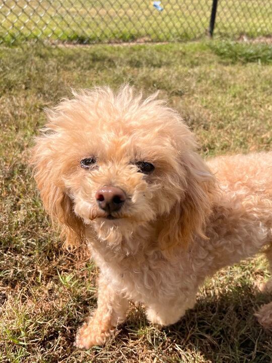 Bentley Jul 23, an adoptable Poodle in Pacolet, SC, 29372 | Photo Image 1