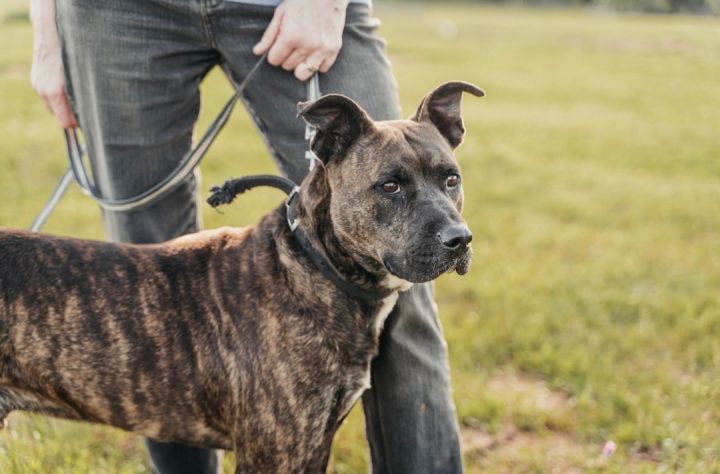 Amstaff best sale labrador mix