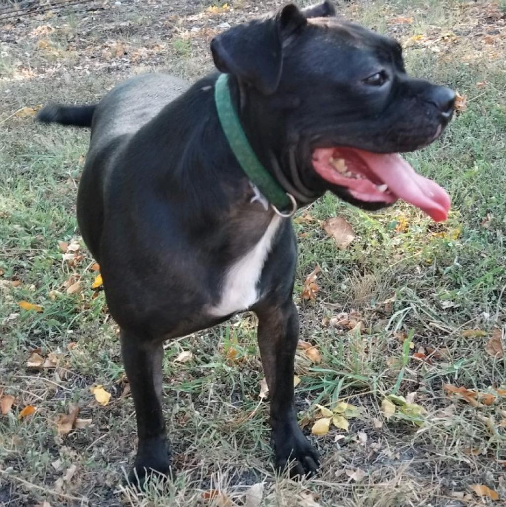 Hank, an adoptable Pug, Terrier in San Antonio, TX, 78253 | Photo Image 2