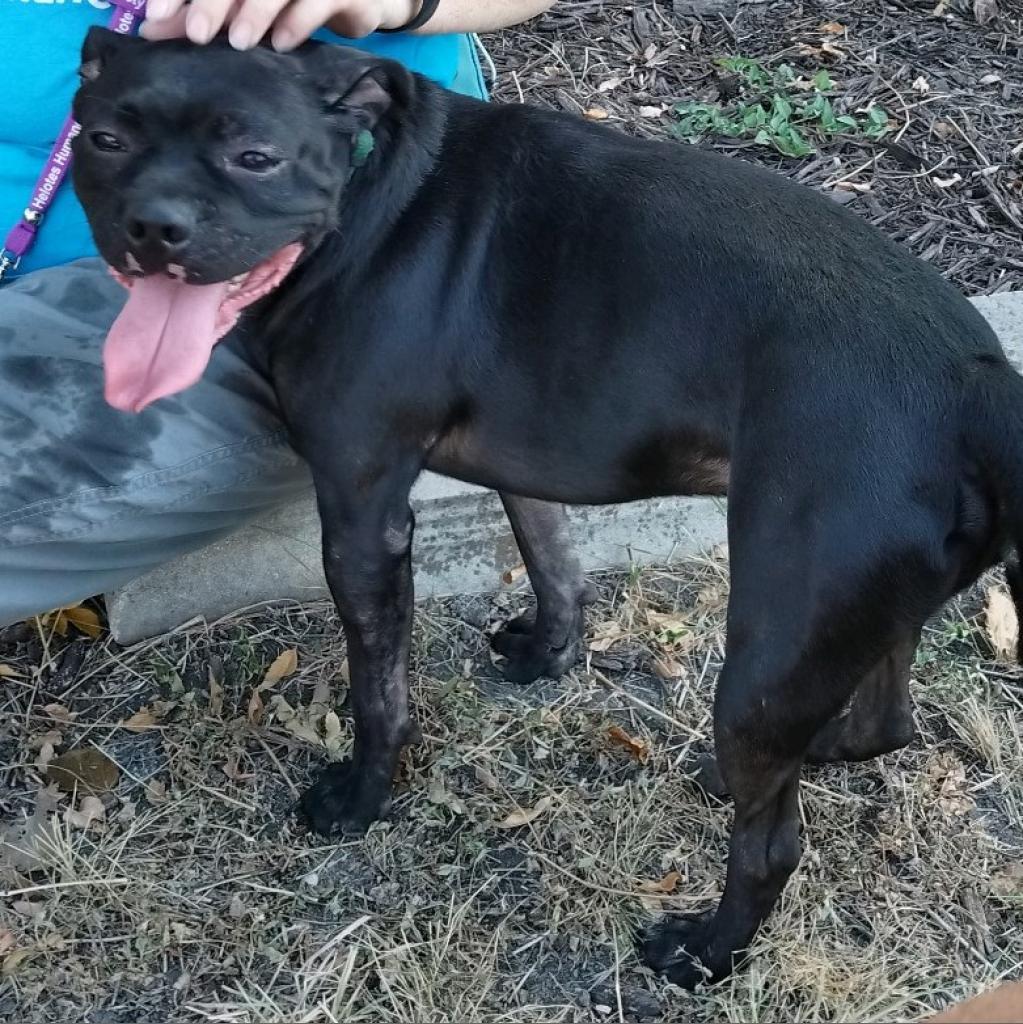 Hank, an adoptable Pug, Terrier in San Antonio, TX, 78253 | Photo Image 3