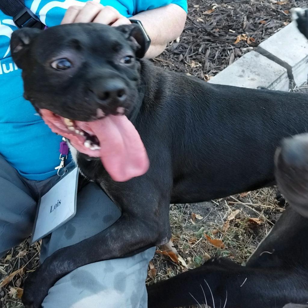 Hank, an adoptable Pug, Terrier in San Antonio, TX, 78253 | Photo Image 4