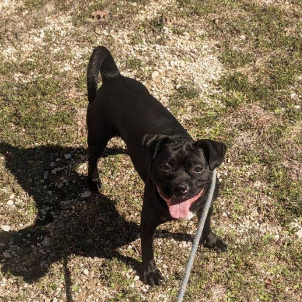 Hank, an adoptable Pug, Terrier in San Antonio, TX, 78253 | Photo Image 5