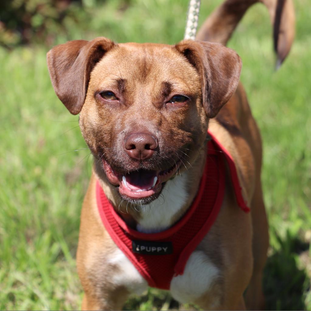 Kendall, an adoptable Terrier, Retriever in San Antonio, TX, 78253 | Photo Image 1