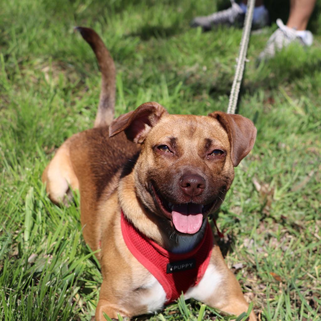 Kendall, an adoptable Terrier, Retriever in San Antonio, TX, 78253 | Photo Image 2