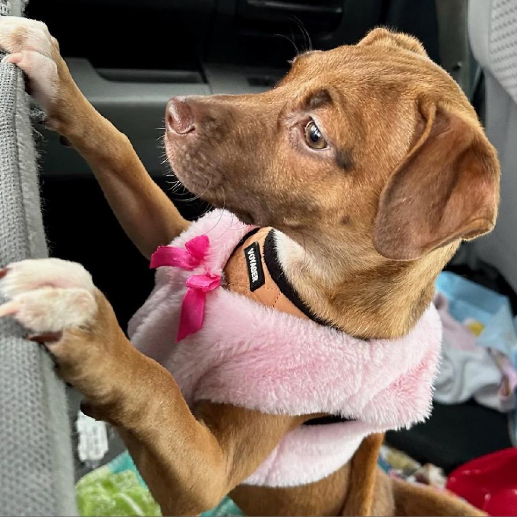 Kendall, an adoptable Terrier, Retriever in San Antonio, TX, 78253 | Photo Image 3