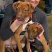 Kendall, an adoptable Terrier, Retriever in San Antonio, TX, 78253 | Photo Image 5