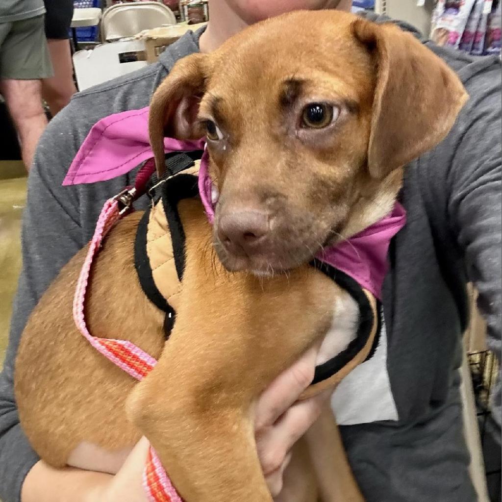 Kendall, an adoptable Terrier, Retriever in San Antonio, TX, 78253 | Photo Image 6