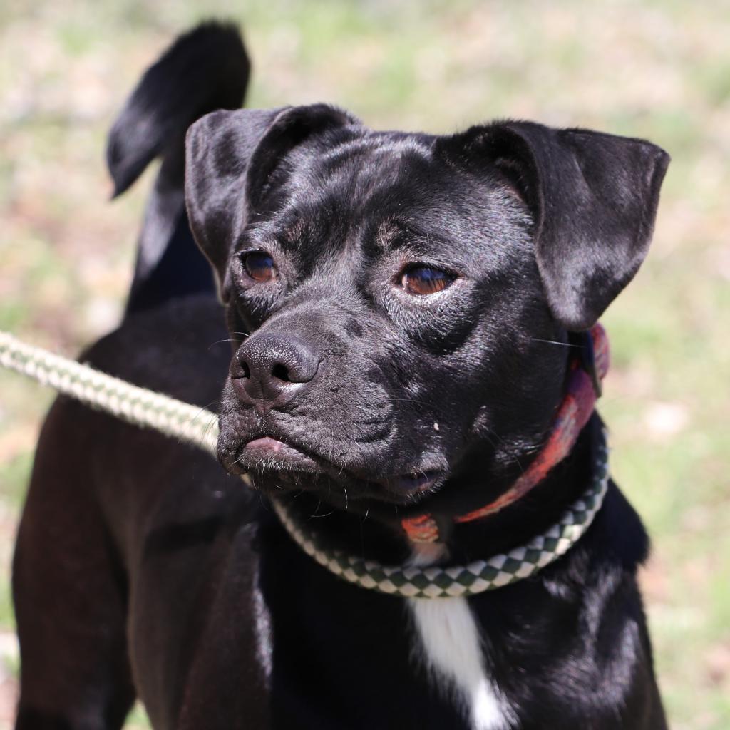 Vivian, an adoptable Pug, Terrier in San Antonio, TX, 78253 | Photo Image 1